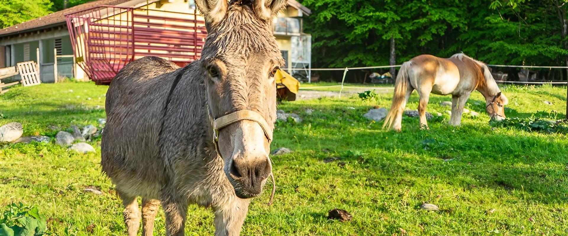 Âne et cheval dans un pré vert près d'une étable.